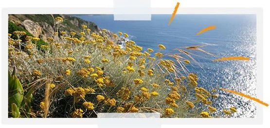 prostasia-viopoikilotitas-amaranto-anthos-viopoikilotita-loccitane
