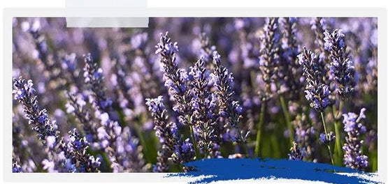 anthi-levantas-viopoikilotita-loccitane