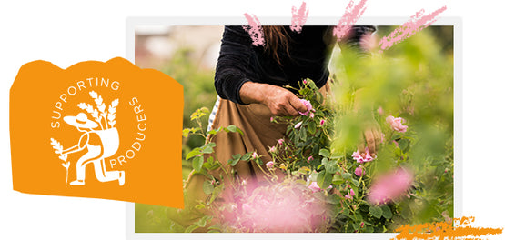 paragogos-systatika-loccitane