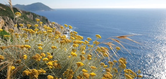 viologiko-aitherio-elaio-amaranto-anthos-systatika-loccitane