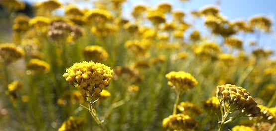 anthos-amarantou-neaniki-epidermida-systatika-loccitane