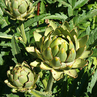 Artichoke Leaf Extract