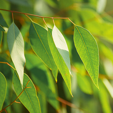 Featured Ingredient - L'Occitane