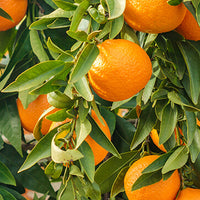 Αιθέριο έλαιο πορτοκαλιού