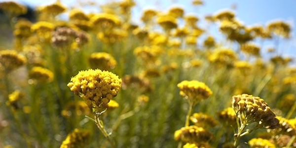 aeiforos-promitheia-amaranto-anthos-viopoikilotita-loccitane