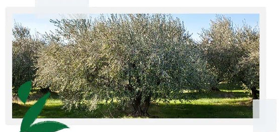 koinotita-eidikon-viopoikilotita-loccitane
