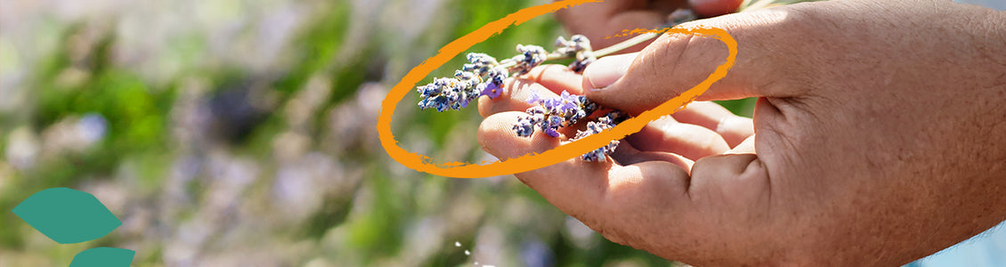 desmeuseis-loccitane
