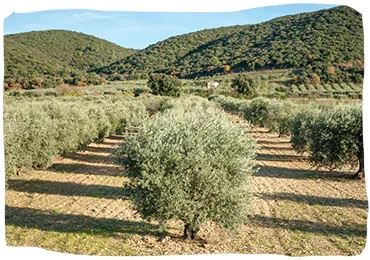 dentra-paragogon-proionton-stiriksi-paragogon-loccitane