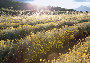 fysika-systatika-anthi-proti-paraggelia-loccitane