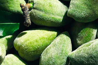 amygdalo-systatika-loccitane