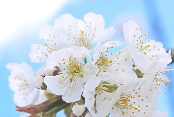 anthos-kerasias-cherry-blossom-shimmered-lotion-systatika-loccitane