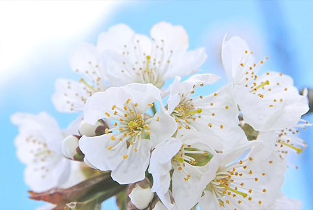 anthos-kerasias-cherry-blossom-shimmered-lotion-systatika-loccitane