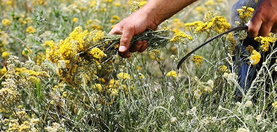 amaranto-anthos-viosimi-anaptyksi-systatika-loccitane