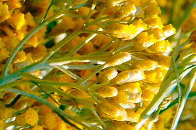 amaranto-anthos-systatika-loccitane