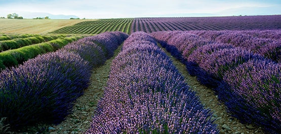 levanta-etiketa-pop-systatika-loccitane