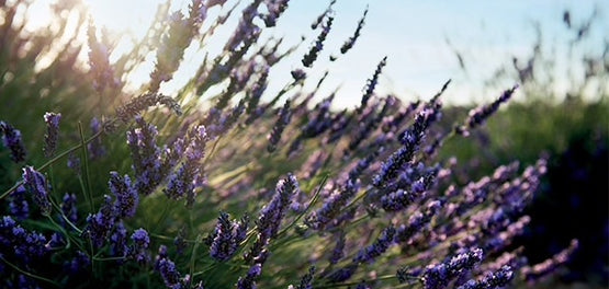 levanta-agros-systatika-loccitane