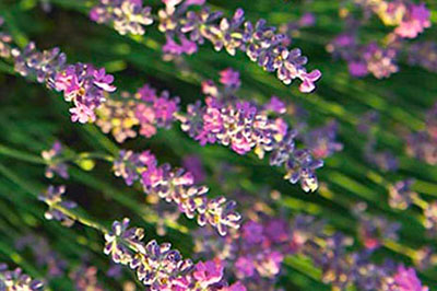 levanta-systatika-loccitane