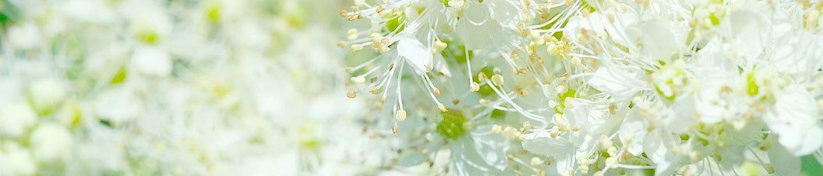 speiraia-meadowsweet-systatika-loccitane