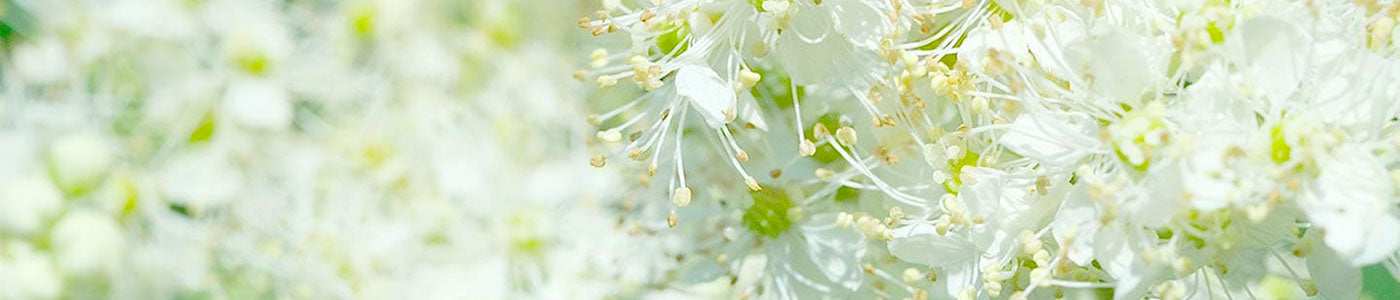 speiraia-meadowsweet-systatika-loccitane