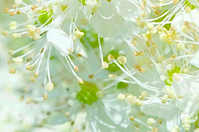 speiraia-meadowsweet-systatika-loccitane
