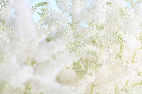 speiraia-reine-blanche-systatika-loccitane