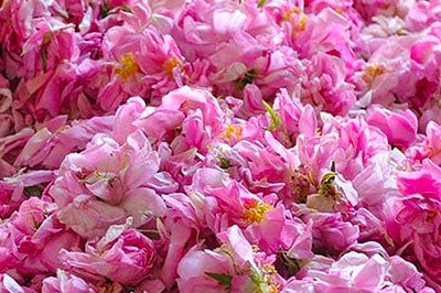 triantafyllo-systatika-loccitane