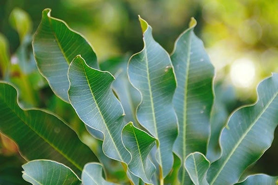 fylla-voutiro-karite-shea-butter-cream-systatika-loccitane