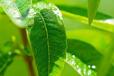 Verbena-systatika-loccitane