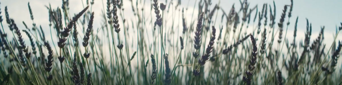 journey-to-provence-spa-loccitane
