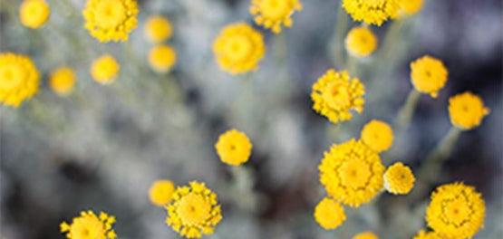 poiotita-amaranto-anthos-protes-yles-loccitane