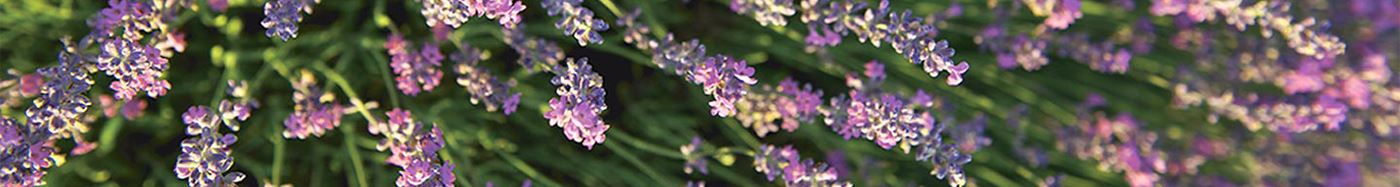 istoria-systatikon-protes-yles-loccitane