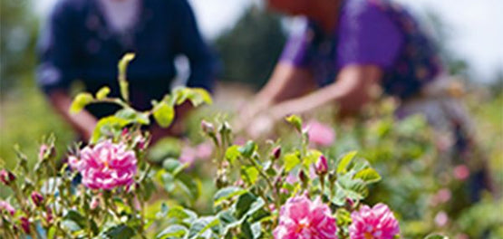 dikaiosyni-paragogoi-anthi-protes-yles-loccitane